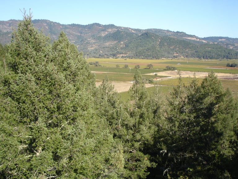 Diamond Mountain Wineries: Persistence and Skill Produces Excellent Wines