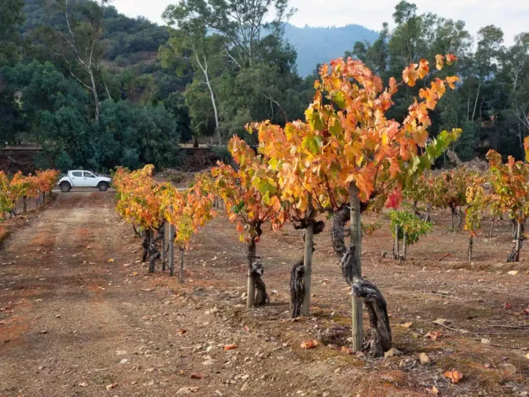 Elevating Chilean Old Vine Carignan: VIGNO at 10 Years