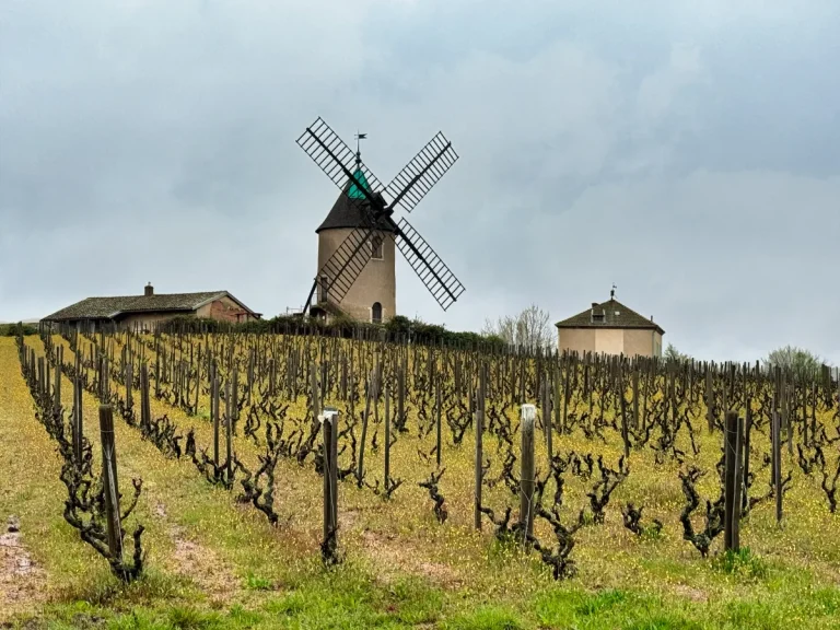 Moulin-à-Vent: 100 Years of Great Gamay