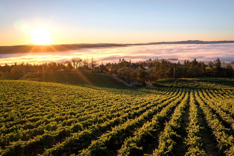 Guide to Spring Mountain Wineries in Napa Valley